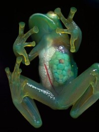 透過玻璃蛙能夠看到它們的心臟、腸道和紅色血管