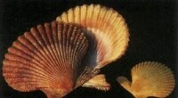 櫛孔扇貝