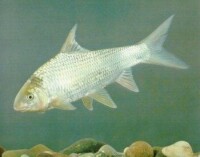 白甲魚