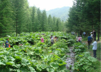 一碗水種植園