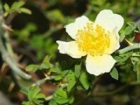 小葉川滇薔薇（變種）