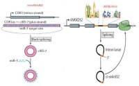 環狀RNA