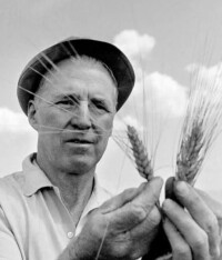 博洛格在農田研究小麥