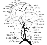 腦循環示意圖2