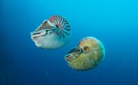 異鸚鵡螺
