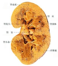 腎臟內部
