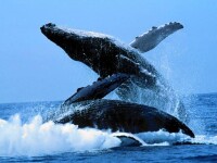 瓜頭鯨魚