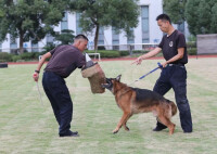 警犬訓導員