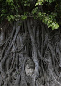纏繞佛像的菩提樹