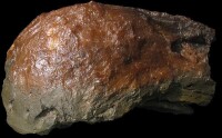 奧沙拉龍的化石特寫