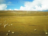 藏北草原（2）