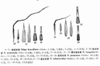 崑崙針茅（圖21、22、23、24、25）