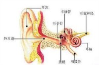 聽覺器官(耳朵結構)