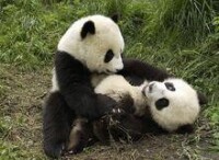 國寶 大熊貓