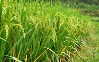 萬畝優質水稻基地