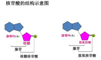 核苷