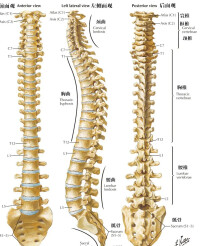人體綜合脊柱圖