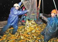 浙東大黃魚養殖責有限任公司養殖場