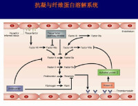 纖維蛋白溶解系統