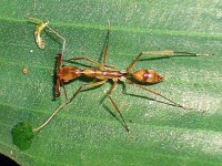 大齒猛蟻屬（Odontomachus）的螞蟻