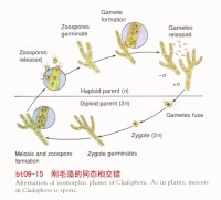 剛毛藻屬