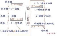 底物水平磷酸化