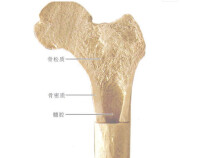 長骨