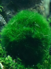 綠藻球