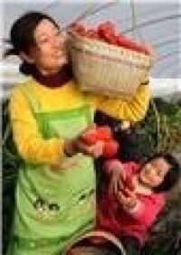 棠樹鄉三拐井村的一對母女在採摘紅辣椒。