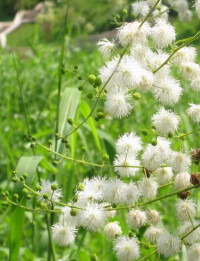 銀合歡植株