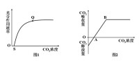 光合速率