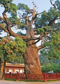 黃帝手植柏