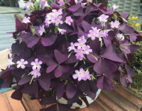 紫葉酢漿草