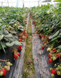 陳堡鎮草莓園