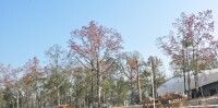 木棉島上的木棉樹