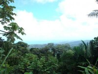 海地雨林