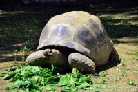 休息的亞達伯拉象龜