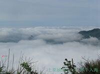 楊岐雲海