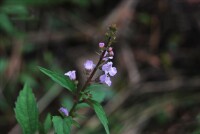 疏花薺薴（小金魚草）