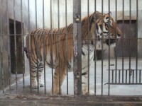 獅虎山展覽動物