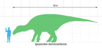 貝尼薩爾禽龍與人類的體型比較