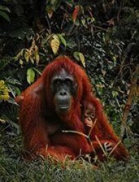 婆羅洲猩猩各亞種圖片
