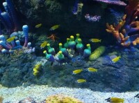 西安曲江海洋館海底生物圖片