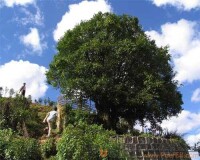 小灣鎮香竹村的3200歲老茶樹