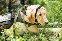 英勇軍犬為班長擋子彈