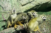 泉城海洋極地世界松鼠猴