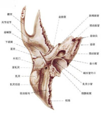 顳骨岩部下面