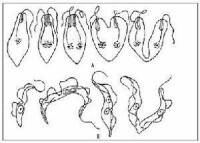 A.眼蟲縱二分裂；B.錐蟲縱二分裂