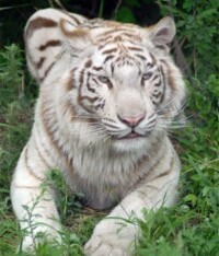 北京八達嶺野生動物世界