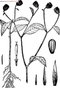 凋纓菊屬植物：凋纓菊